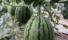 各类网红吃瓜,盘点娱乐圈那些鲜为人知的幕后故事